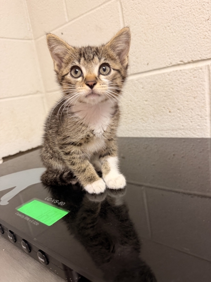 Shelter Stray Unknown Cat last seen Near schubert rd, City of Knoxville GP, TN, 3201 Division St, Knoxville, TN 37919, USA