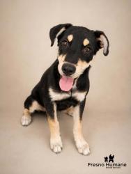 Shelter Stray Male Dog last seen Belmont and Cornelia, Easton Zone Fresno CO 3 93706, CA, 1510 W Dan Ronquillo Dr, Fresno, CA 93706, USA