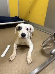 Shelter Stray Female Dog last seen Near Associates Dr, 29642, Anderson County, SC, 1320 US-29, Anderson, SC 29626, USA