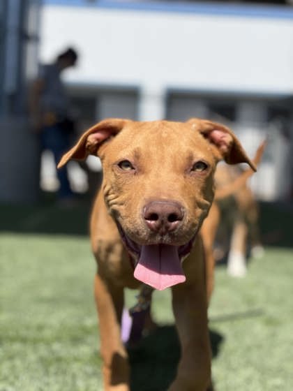 Shelter Stray Male Dog last seen N Brawley Ave & W Dudley Ave, Fresno Zone Fresno CO 2 93722, CA, 1510 W Dan Ronquillo Dr, Fresno, CA 93706, USA