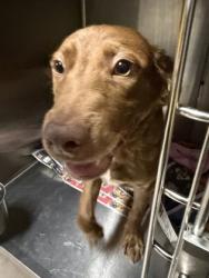 Shelter Stray Male Dog last seen Near Forest Hill Dr, 29621, Anderson City, SC, 1320 US-29, Anderson, SC 29626, USA