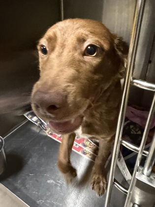 Shelter Stray Male Dog last seen Near Forest Hill Dr, 29621, Anderson City, SC, 1320 US-29, Anderson, SC 29626, USA