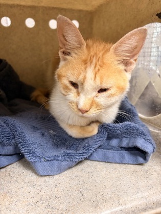 Shelter Stray Female Cat last seen Near Lewis Smith Rd. 29670, Anderson County, SC, 1320 US-29, Anderson, SC 29626, USA