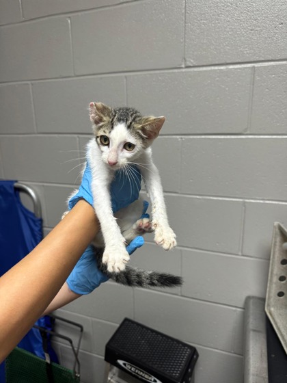 Shelter Stray Male Cat last seen Kaleope Rd. 29642, Anderson County, SC, 1320 US-29, Anderson, SC 29626, USA