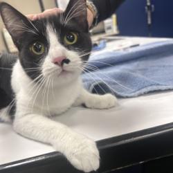 Shelter Stray Female Cat last seen 61st and Craig, Merriam, KS, 5424 Antioch Dr, Merriam, KS 66202, USA