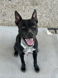 Shelter Stray Male Dog last seen , , TX, 355 Hillshire Dr, Haslet, TX 76052, USA