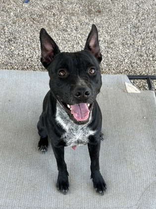 Shelter Stray Male Dog last seen , , TX, 355 Hillshire Dr, Haslet, TX 76052, USA