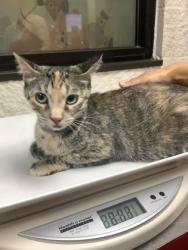 Shelter Stray Female Cat last seen , East District, TX, 355 Hillshire Dr, Haslet, TX 76052, USA