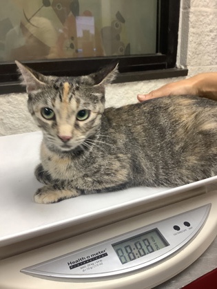 Shelter Stray Female Cat last seen , East District, TX, 355 Hillshire Dr, Haslet, TX 76052, USA