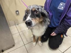 Shelter Stray Male Dog last seen RATTLESNAKE RD, GEORGETOWN, Williamson County, TX, 1855 SE Inner Loop, Georgetown, TX 78626, USA