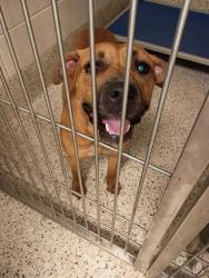 Shelter Stray Female Dog last seen Near Naturally Fresh Blvd, College Park, GA, 1251 Fulton Industrial Blvd NW, Atlanta, GA 30336, USA