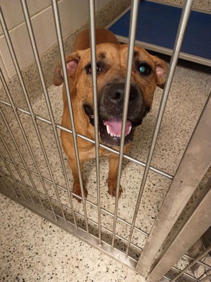 Shelter Stray Female Dog last seen Near Naturally Fresh Blvd, College Park, GA, 1251 Fulton Industrial Blvd NW, Atlanta, GA 30336, USA