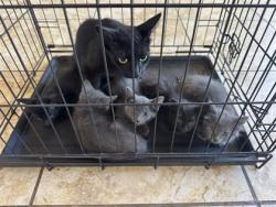 Shelter Stray Unknown Cat last seen S MUSTANG AVE, Williamson County, TX, 1855 SE Inner Loop, Georgetown, TX 78626, USA