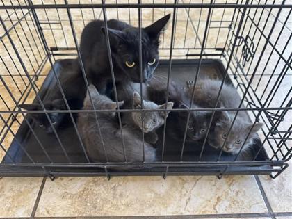 Shelter Stray Male Cat last seen S MUSTANG AVE, Williamson County, TX, 1855 SE Inner Loop, Georgetown, TX 78626, USA