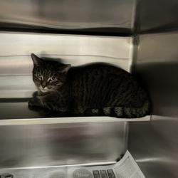 Shelter Stray Unknown Cat last seen Monterey Drive, Madison 12, City of, WI, 5132 Voges Rd, Madison, WI 53718, USA