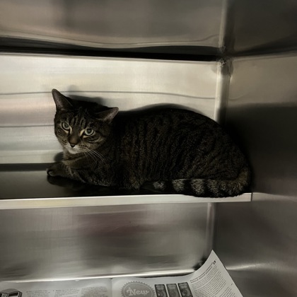 Shelter Stray Unknown Cat last seen Monterey Drive, Madison 12, City of, WI, 5132 Voges Rd, Madison, WI 53718, USA