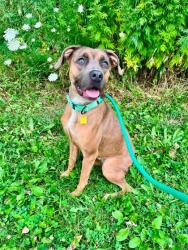 Shelter Stray Female Dog last seen Near W 83, 2nd District, OH, 9203 Detroit Ave, Cleveland, OH 44102, USA