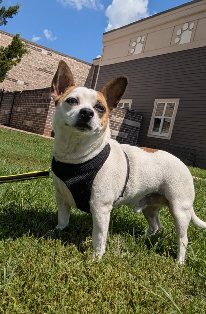 Shelter Stray Male Dog last seen WMJX+R3, Dunwoody, GA 30338, 30338, GA, 3280 Chamblee Dunwoody Rd, Chamblee, GA 30341, USA