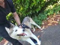 Shelter Stray Male Dog last seen Near SW DAWSON ST, Seattle, WA, 2061 15th Ave W, Seattle, WA 98119, USA