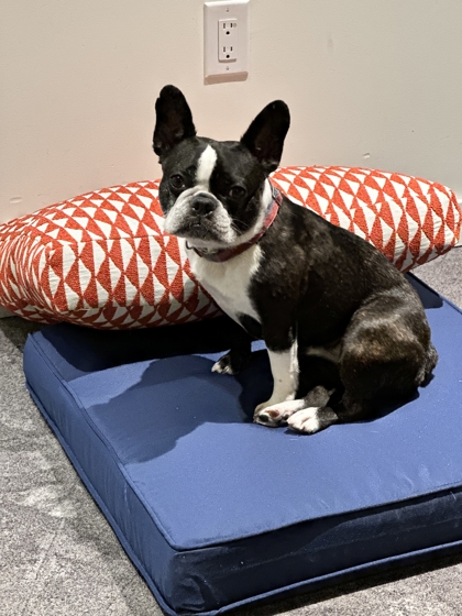 Shelter Stray Female Dog last seen Near BOREN AVE S, Seattle, WA, 2061 15th Ave W, Seattle, WA 98119, USA