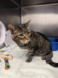 Shelter Stray Female Cat last seen 27th Ave E and E Denny Way, Seattle, WA, 2061 15th Ave W, Seattle, WA 98119, USA
