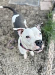 Shelter Stray Female Dog last seen Near Fleetwood Dr Atlanta, 30316, 30316, GA, 3280 Chamblee Dunwoody Rd, Chamblee, GA 30341, USA
