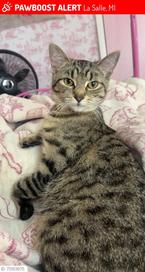 Lost Female Cat last seen Yargerville Rd & Suder Rd, La Salle, MI 48145