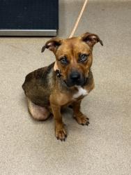 Shelter Stray Female Dog last seen Near Moreland Ave, Conley, GA 30288, 30288, GA, 3280 Chamblee Dunwoody Rd, Chamblee, GA 30341, USA
