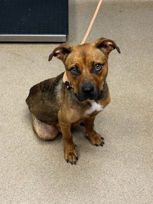 Shelter Stray Female Dog last seen Near Moreland Ave, Conley, GA 30288, 30288, GA, 3280 Chamblee Dunwoody Rd, Chamblee, GA 30341, USA