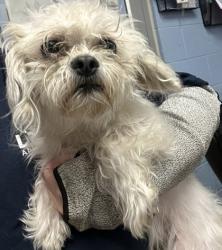 Shelter Stray Male Dog last seen Near Lansbury Village Drive, 30341, GA, 3280 Chamblee Dunwoody Rd, Chamblee, GA 30341, USA