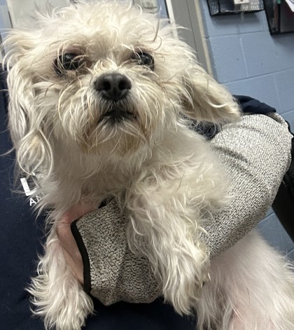 Shelter Stray Male Dog last seen Near Lansbury Village Drive, 30341, GA, 3280 Chamblee Dunwoody Rd, Chamblee, GA 30341, USA
