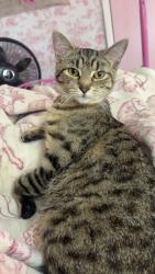 Lost Female Cat last seen Yargerville Rd & Suder Rd, La Salle, MI 48145