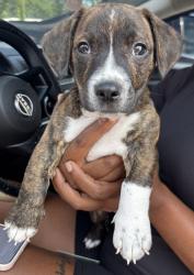 Shelter Stray Male Dog last seen Near Panola Way Ct, Lithonia 30058, 30058, GA, 3280 Chamblee Dunwoody Rd, Chamblee, GA 30341, USA