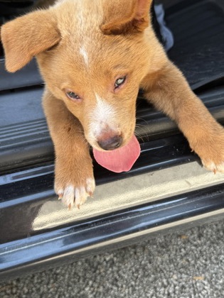 Shelter Stray Unknown Dog last seen Near Plaster Road, Atlanta, GA, 30345, 30345, GA, 3280 Chamblee Dunwoody Rd, Chamblee, GA 30341, USA