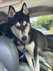 Shelter Stray Unknown Dog last seen Near Plaster Road, Atlanta, GA, 30345, 30345, GA, 3280 Chamblee Dunwoody Rd, Chamblee, GA 30341, USA