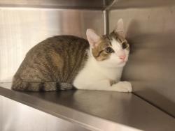 Shelter Stray Unknown Cat last seen Near Bouldercrest RD SE, 30316, GA, 3280 Chamblee Dunwoody Rd, Chamblee, GA 30341, USA