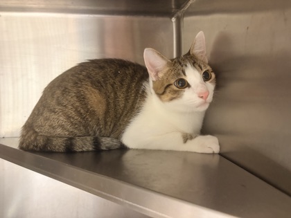 Shelter Stray Unknown Cat last seen Near Bouldercrest RD SE, 30316, GA, 3280 Chamblee Dunwoody Rd, Chamblee, GA 30341, USA