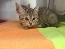 Shelter Stray Unknown Cat last seen Near Bouldercrest RD SE, 30316, GA, 3280 Chamblee Dunwoody Rd, Chamblee, GA 30341, USA