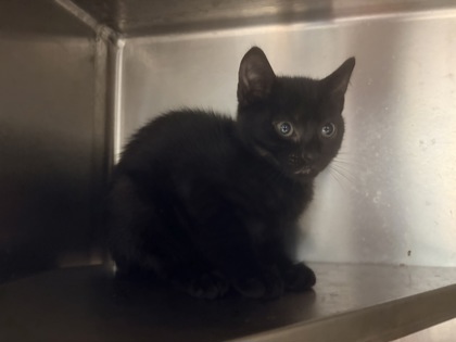 Shelter Stray Unknown Cat last seen Near Bouldercrest RD SE, 30316, GA, 3280 Chamblee Dunwoody Rd, Chamblee, GA 30341, USA