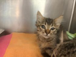 Shelter Stray Unknown Cat last seen Near Bouldercrest RD SE, 30316, GA, 3280 Chamblee Dunwoody Rd, Chamblee, GA 30341, USA