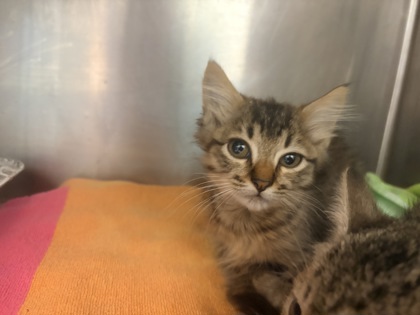 Shelter Stray Unknown Cat last seen Near Bouldercrest RD SE, 30316, GA, 3280 Chamblee Dunwoody Rd, Chamblee, GA 30341, USA