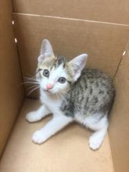 Shelter Stray Female Cat last seen Near Bouldercrest RD SE, 30316, GA, 3280 Chamblee Dunwoody Rd, Chamblee, GA 30341, USA