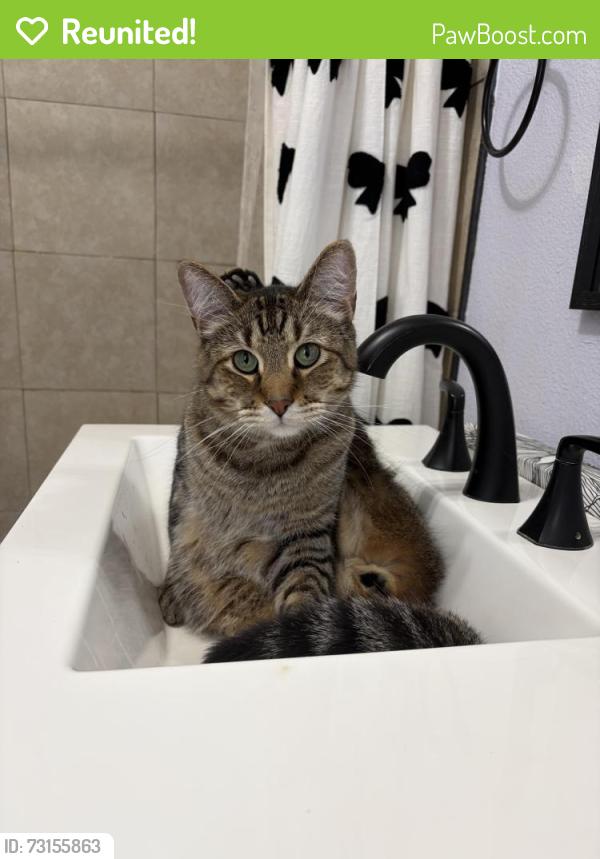 Reunited Male Cat last seen 3rd Avenue, 1st ST, Mandan, ND 58554