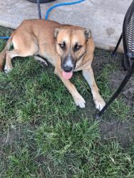 Found/Stray Male Dog last seen Cottage creek apmts, San Antonio, TX 78218