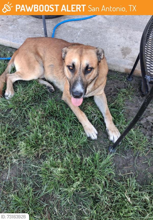 Found/Stray Male Dog last seen Cottage creek apmts, San Antonio, TX 78218