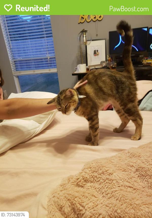 Reunited Female Cat last seen Cumberland Ridge Dr., Fairfield Neighborhood, Houston, TX 77433