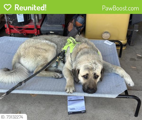 Reunited Male Dog last seen Nelson & 75th Street, Longmont, CO 80503