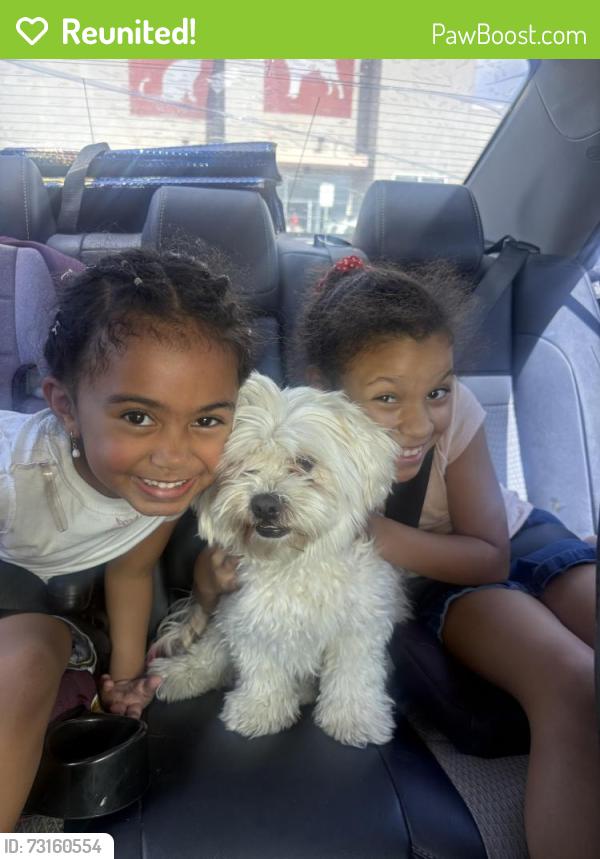 Reunited Male Dog last seen windmill and bufallo, Enterprise, NV 89113