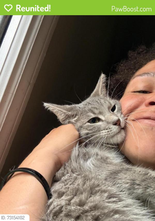 Reunited Female Cat last seen Stahelin and Melrose, Southfield, MI 48075