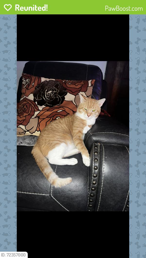 Reunited Male Cat last seen 41st River park, Louisville, KY 40211